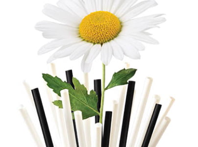 isolated 'bouquet' of straws with daisy in the middle