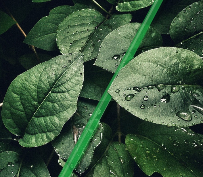 Close-up of dark green leaves with water droplets and a bright green stem crossing diagonally.