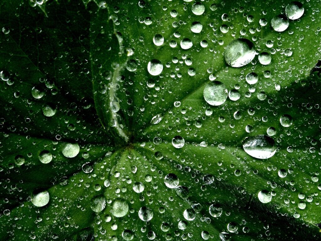 Close-up of a green leaf covered with water droplets.